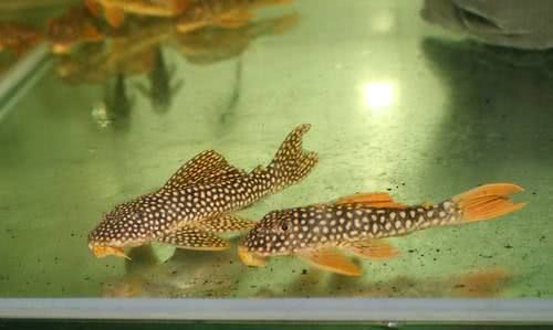觀賞魚(yú)缸:觀賞魚(yú)缸圖片大全 龍魚(yú)百科 第1張 觀賞魚(yú)缸:觀賞魚(yú)缸圖片大全 觀賞魚(yú)缸:觀賞魚(yú)缸圖片大全 龍魚(yú)百科 第1張