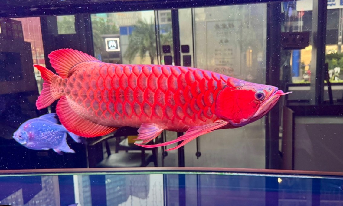 大長(zhǎng)手 大長(zhǎng)手 龍魚(yú)論壇