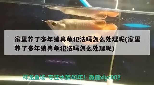 家里養(yǎng)了多年豬鼻龜犯法嗎怎么處理呢(家里養(yǎng)了多年豬鼻龜犯法嗎怎么處理呢)