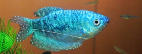 古典藍底龍魚怎么養 古典藍底龍魚怎么養 龍魚百科 第2張