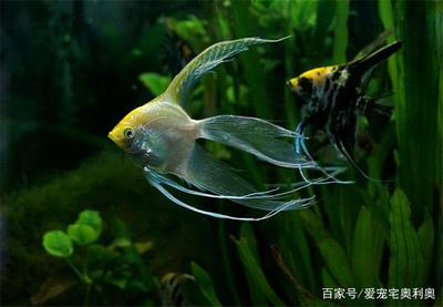 觀賞魚不喂食會死嗎：觀賞魚不喂食會死嗎為什么 觀賞魚不喂食會死嗎：觀賞魚不喂食會死嗎為什么 龍魚百科 第1張