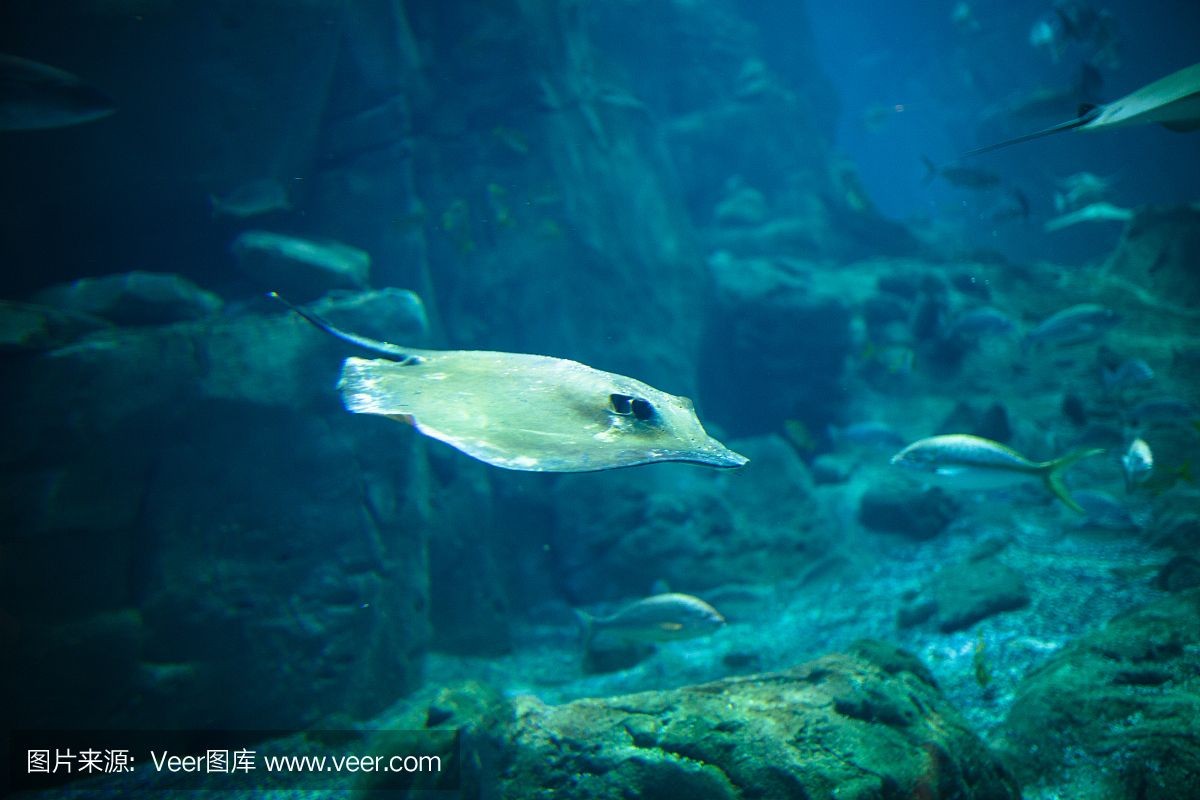 魔鬼魚 魟魚 鷂魚：魔鬼魚、魟魚和鰩魚在科屬和形態(tài)上有所不同 魔鬼魚 魟魚 鷂魚：魔鬼魚、魟魚和鰩魚在科屬和形態(tài)上有所不同 魟魚百科 第3張