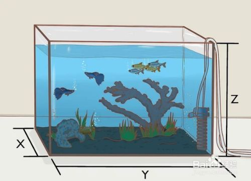 60厘米的魚缸養多少魚:60厘米的魚缸適合養什么魚 魚缸百科 第1張 60厘米的魚缸養多少魚:60厘米的魚缸適合養什么魚 60厘米的魚缸養多少魚:60厘米的魚缸適合養什么魚 魚缸百科 第1張
