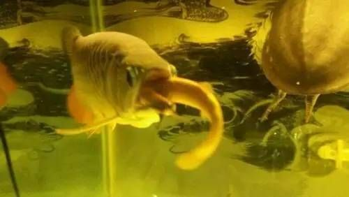 龍魚殺蟲期間喂食嗎vs祥龍魚場：在龍魚殺蟲期間是否需要喂食，祥龍魚場喂食注意事項(xiàng)