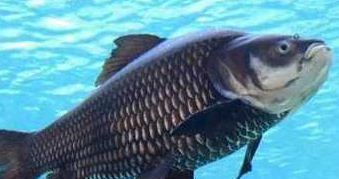 關于魚字的祝福語：關于魚字的祝福語有哪些 關于魚字的祝福語：關于魚字的祝福語有哪些 龍魚百科 第2張