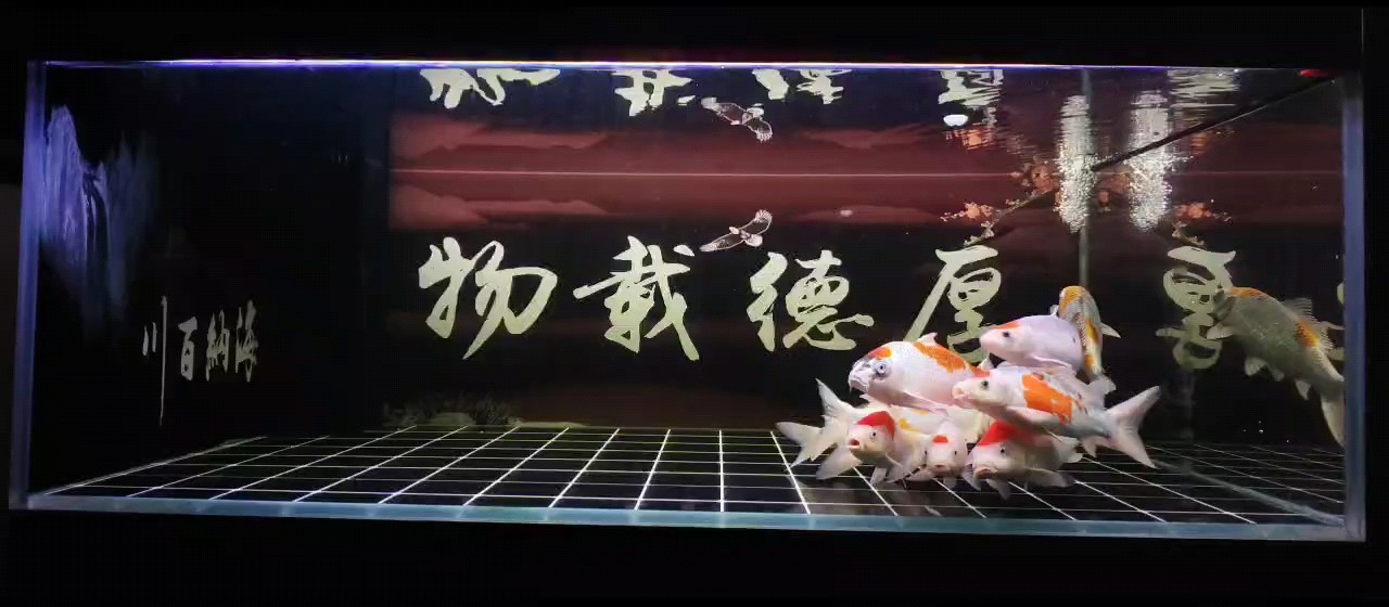 鸚鵡魚和銀龍魚混養怎樣喂食 空氣缸 龍魚論壇 空氣缸 空氣缸 龍魚論壇