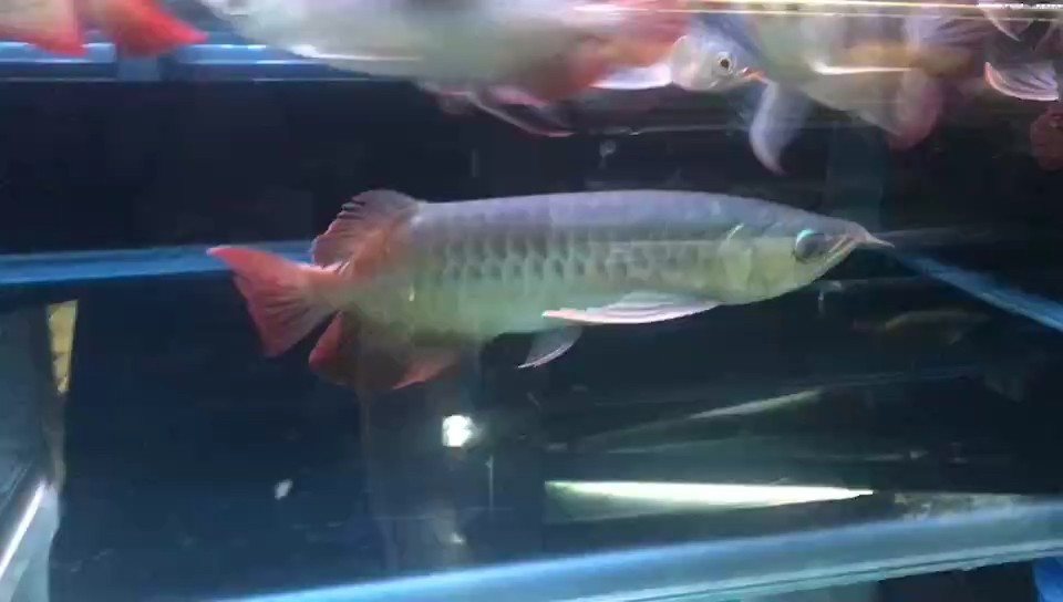 要加溫了 要加溫了 龍魚論壇