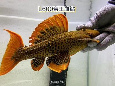 關于魚的朋友圈文案經(jīng)典：關于魚的朋友圈文案經(jīng)典短句