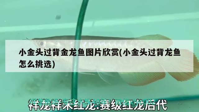 小金頭過(guò)背金龍魚(yú)圖片欣賞(小金頭過(guò)背龍魚(yú)怎么挑選)