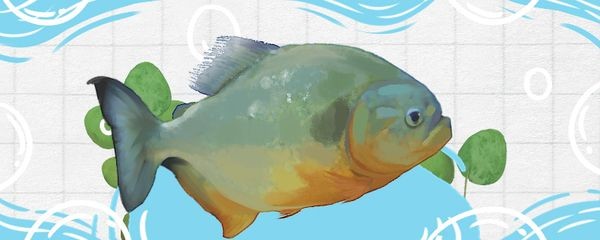 虎魚油畫：虎魚油畫在現代設計中有著廣泛的應用前景