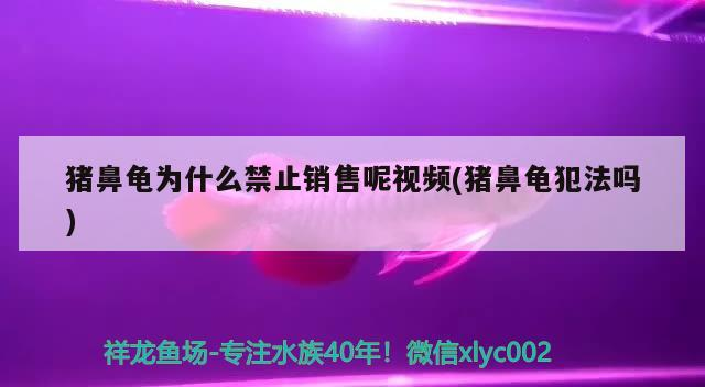 豬鼻龜為什么禁止銷售呢視頻(豬鼻龜犯法嗎)