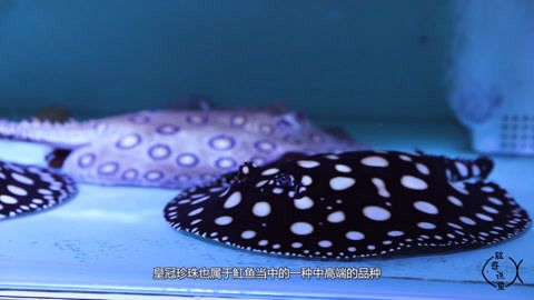 魟魚(yú)排便一股煙：魟魚(yú)排便時(shí)出現(xiàn)一股煙霧