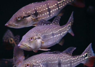 關于龍和魚的成語：關于龍和魚的成語有哪些