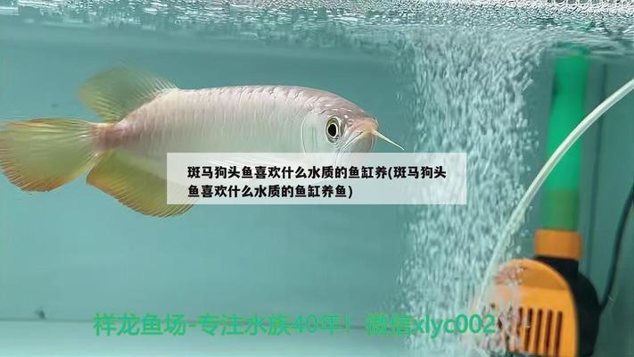掛件最旺的三個位置：掛件最旺的三個位置是什么