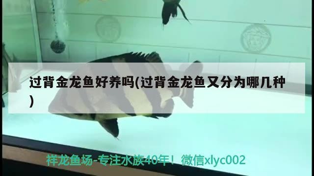 過背金龍魚好養嗎(過背金龍魚又分為哪幾種)
