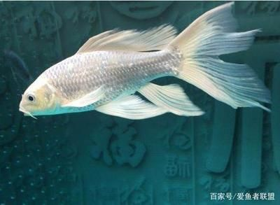 1米魚缸養(yǎng)幾條蝴蝶鯉：1米長的魚缸適合養(yǎng)2-3條蝴蝶鯉嗎