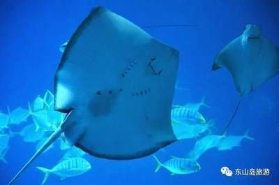 魟魚可以吃么：魟魚可以吃么？