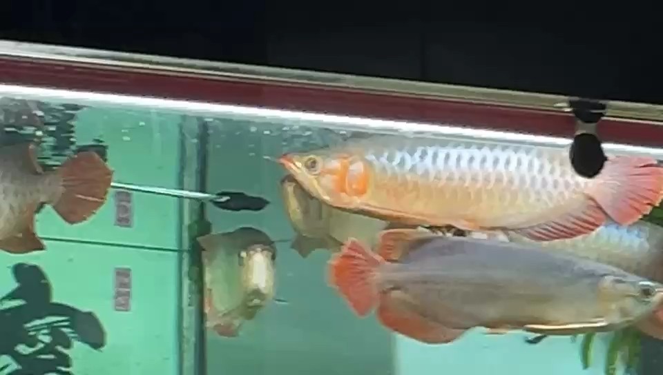 這個顏色還可以吧。20cm開始養，養了7個月的龍魚。