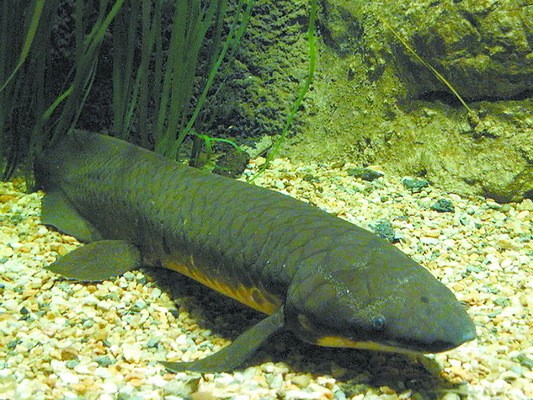 供桌上魚頭朝向正確圖：供桌上魚頭朝哪個方向