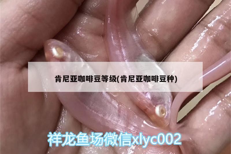 肯尼亞咖啡豆等級(肯尼亞咖啡豆種) 肯尼亞咖啡豆等級(肯尼亞咖啡豆種) 馬來西亞咖啡