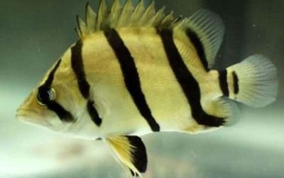 泰北虎魚養(yǎng)殖方法視頻：泰北虎魚好養(yǎng)嗎怎么養(yǎng)泰北虎魚好養(yǎng)嗎怎么養(yǎng)喂食 泰北虎魚養(yǎng)殖方法視頻：泰北虎魚好養(yǎng)嗎怎么養(yǎng)泰北虎魚好養(yǎng)嗎怎么養(yǎng)喂食 虎魚百科 第3張