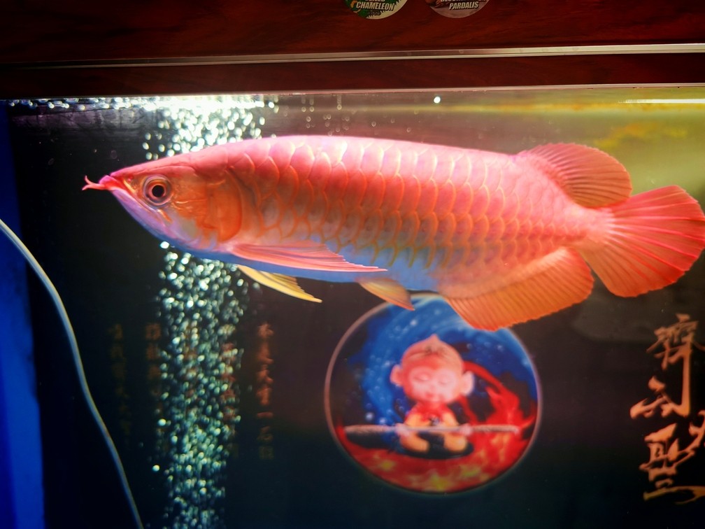 胖胖的油條入缸了