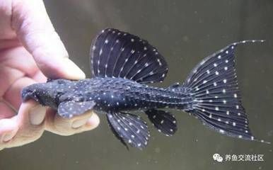 給仙家上魚是生的還熟：給仙家上魚是生的還熟的