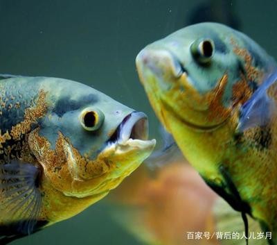 給仙家上魚是生的還熟：給仙家上魚是生的還熟的
