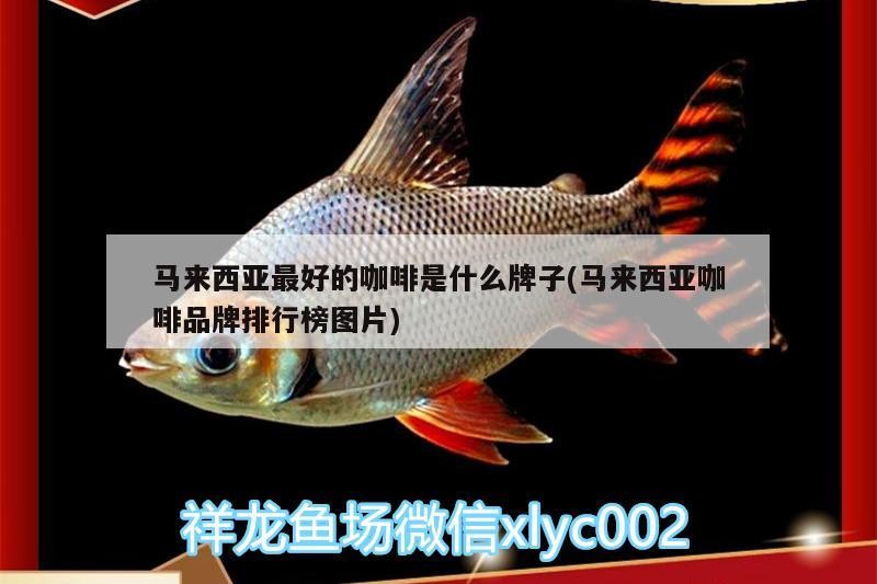 馬來西亞最好的咖啡是什么牌子(馬來西亞咖啡品牌排行榜圖片) 馬來西亞最好的咖啡是什么牌子(馬來西亞咖啡品牌排行榜圖片) 馬來西亞咖啡