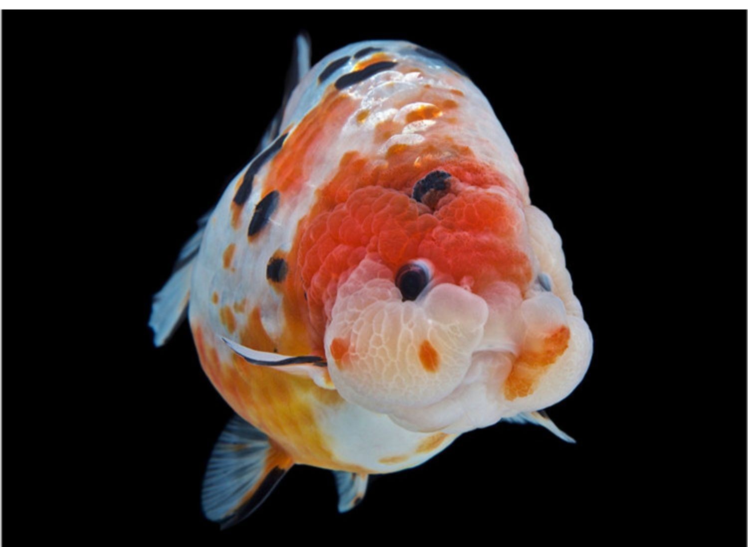 30的魚缸能養蘭壽嗎：30厘米的魚缸可以養蘭壽嗎？ 30的魚缸能養蘭壽嗎：30厘米的魚缸可以養蘭壽嗎？ 魚缸百科 第2張