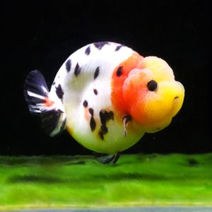 30的魚缸能養蘭壽嗎：30厘米的魚缸可以養蘭壽嗎？ 30的魚缸能養蘭壽嗎：30厘米的魚缸可以養蘭壽嗎？ 魚缸百科 第3張
