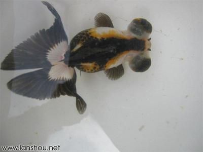 30的魚缸能養蘭壽嗎：30厘米的魚缸可以養蘭壽嗎？ 30的魚缸能養蘭壽嗎：30厘米的魚缸可以養蘭壽嗎？ 魚缸百科 第4張
