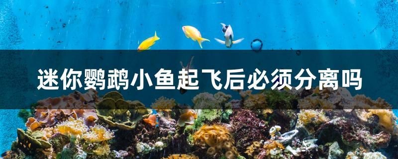迷你鸚鵡小魚起飛后必須分離嗎 迷你鸚鵡小魚起飛后必須分離嗎 馬來西亞咖啡
