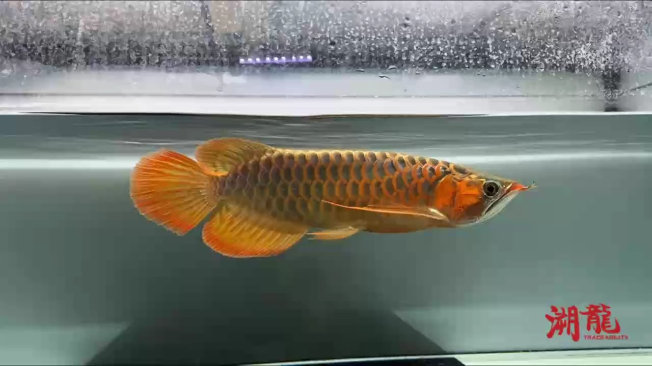 一年半小紅龍 持續更新 第9個月 一年半小紅龍 持續更新 第9個月 龍魚論壇