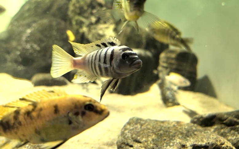 氣質(zhì)這一塊 氣質(zhì)這一塊 龍魚論壇 第1張
