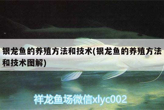 銀龍魚的養(yǎng)殖方法和技術(shù)(銀龍魚的養(yǎng)殖方法和技術(shù)圖解) 銀龍魚的養(yǎng)殖方法和技術(shù)(銀龍魚的養(yǎng)殖方法和技術(shù)圖解) 銀龍魚百科