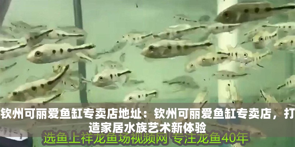 欽州可麗愛魚缸專賣店地址：欽州可麗愛魚缸專賣店，打造家居水族藝術(shù)新體驗