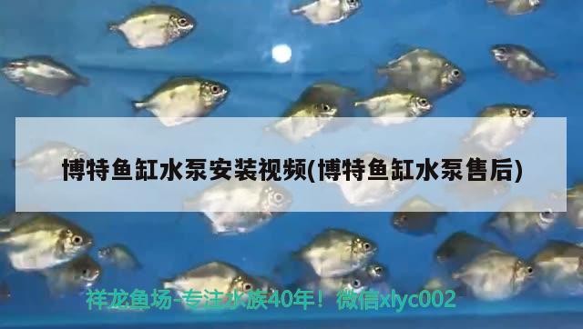 博特魚缸水泵安裝視頻(博特魚缸水泵售后)