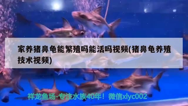 家養(yǎng)豬鼻龜能繁殖嗎能活嗎視頻(豬鼻龜養(yǎng)殖技術視頻)