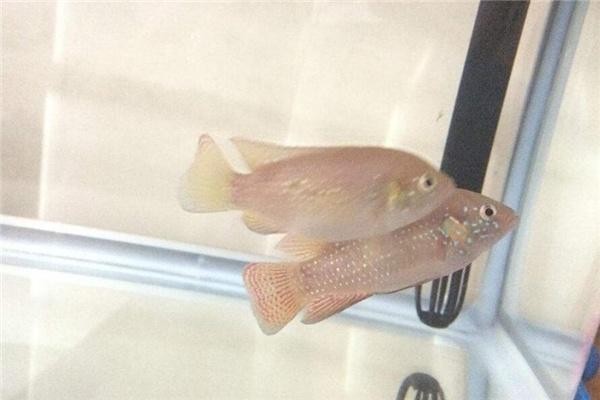 感謝朋友送的魚要怎么寫:感謝朋友送的魚要怎么寫文案 龍魚百科 第3張 感謝朋友送的魚要怎么寫:感謝朋友送的魚要怎么寫文案 感謝朋友送的魚要怎么寫:感謝朋友送的魚要怎么寫文案 龍魚百科 第3張
