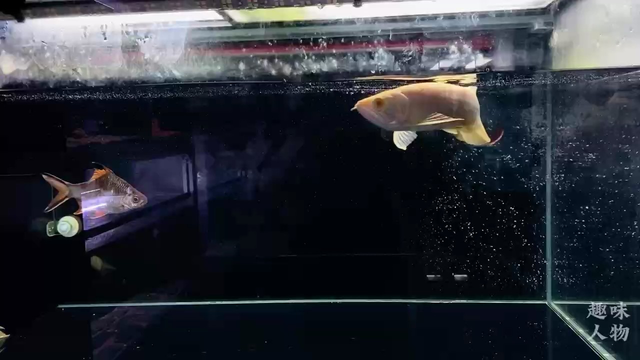 人生沒有只升不降的波浪 龍魚論壇 第1張 人生沒有只升不降的波浪 人生沒有只升不降的波浪 龍魚論壇 第1張