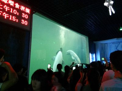 開封水族館vs祥龍魚場（開封水族館和祥龍魚場有什么關系，開封水族館和祥龍魚場有關）