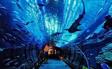 開封水族館vs祥龍魚場（開封水族館和祥龍魚場有什么關系，開封水族館和祥龍魚場有關）
