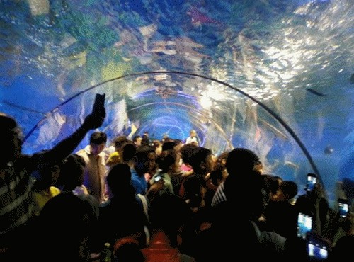 開封水族館vs祥龍魚場(chǎng)（開封水族館和祥龍魚場(chǎng)有什么關(guān)系，開封水族館和祥龍魚場(chǎng)有關(guān)）