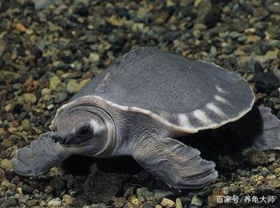 豬鼻龜可以和龍魚一起養嗎：豬鼻龜可以和哪些魚混養