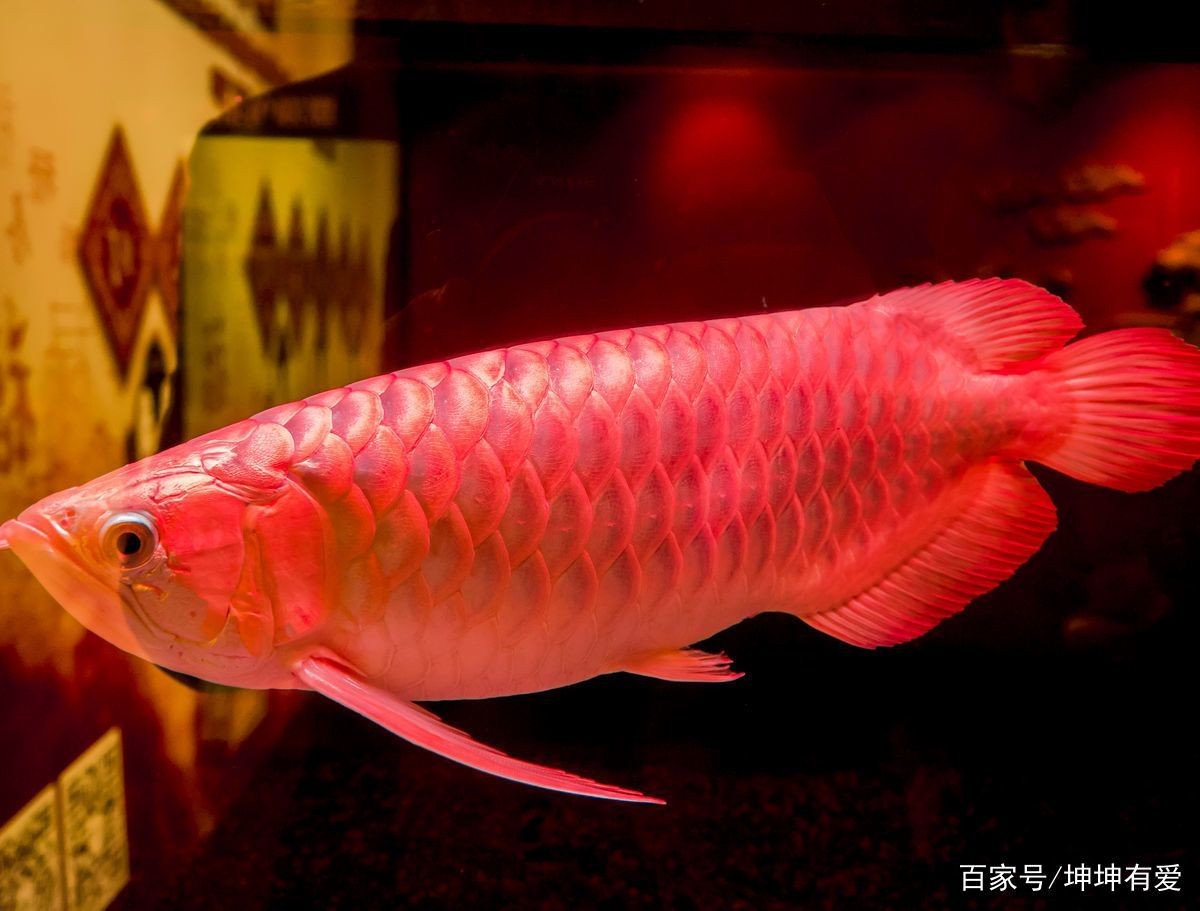 小紅龍魚的正確飼養方法圖解：關于小紅龍魚的正確飼養方法圖解詳情