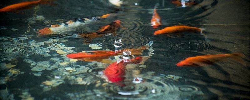 小紅龍魚的正確飼養方法圖解：關于小紅龍魚的正確飼養方法圖解詳情
