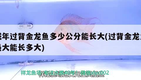 成年過背金龍魚多少公分能長大(過背金龍魚最大能長多大)