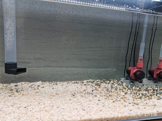 1米魚缸多大水泵：1米的魚缸水泵怎么選？ 1米魚缸多大水泵：1米的魚缸水泵怎么選？ 魚缸百科 第1張