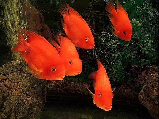 附近的觀賞魚(yú)店：附近的觀賞魚(yú)店鋪